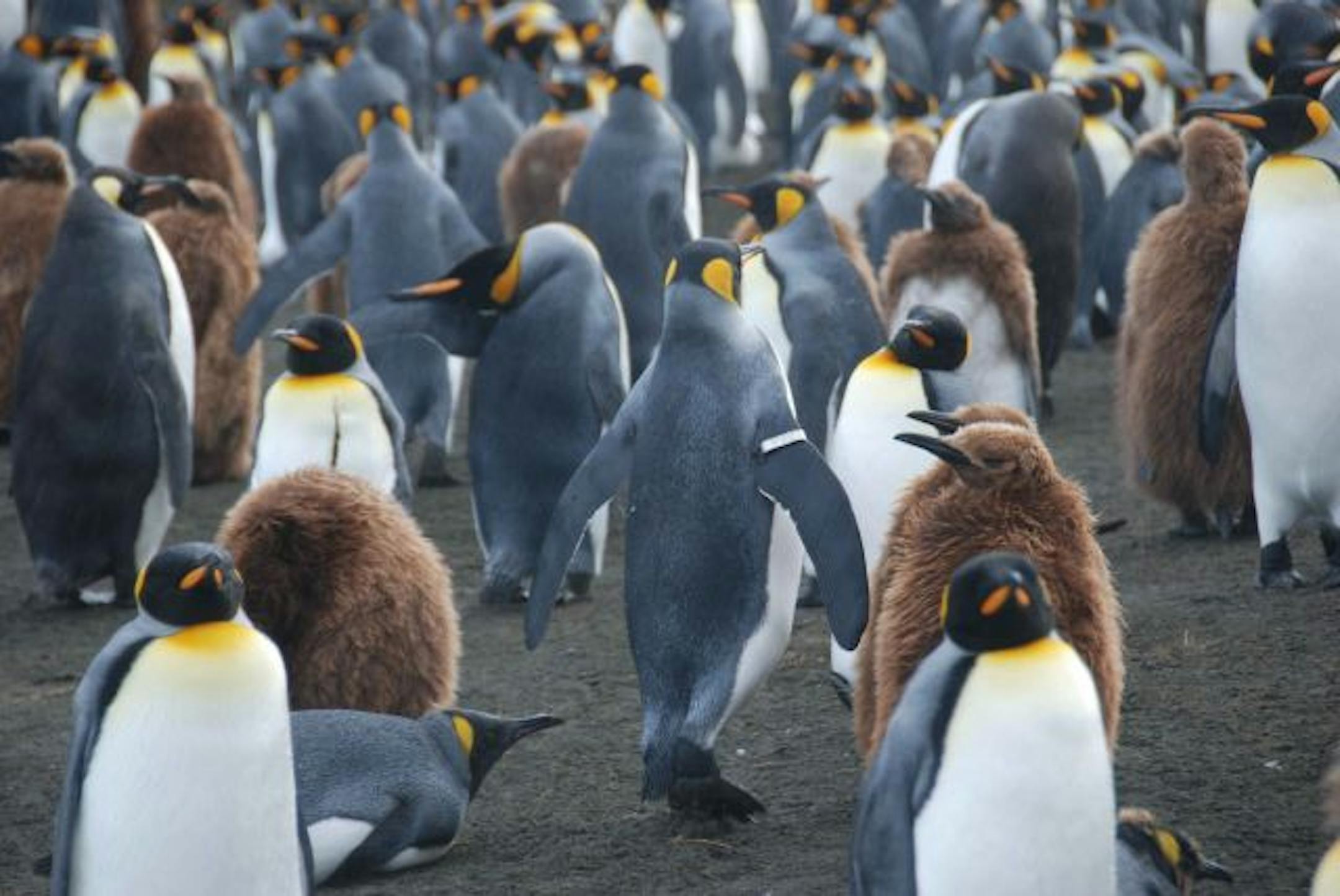 This undated image provided by Beno�t Gineste via the journal Nature shows a King penguin with a tracking band on its flipper walking among other adults and juveniles on the sub-antarctic island of Crozet. Many penguin researchers put metal bands on the seabirds' flippers to track them. But the decade-long survival rate for banded King penguins is 16 percent lower than penguins who don't have metal trackers, according to a new study published Wednesday, Jan. 12, 2011 in the journal Nature.
