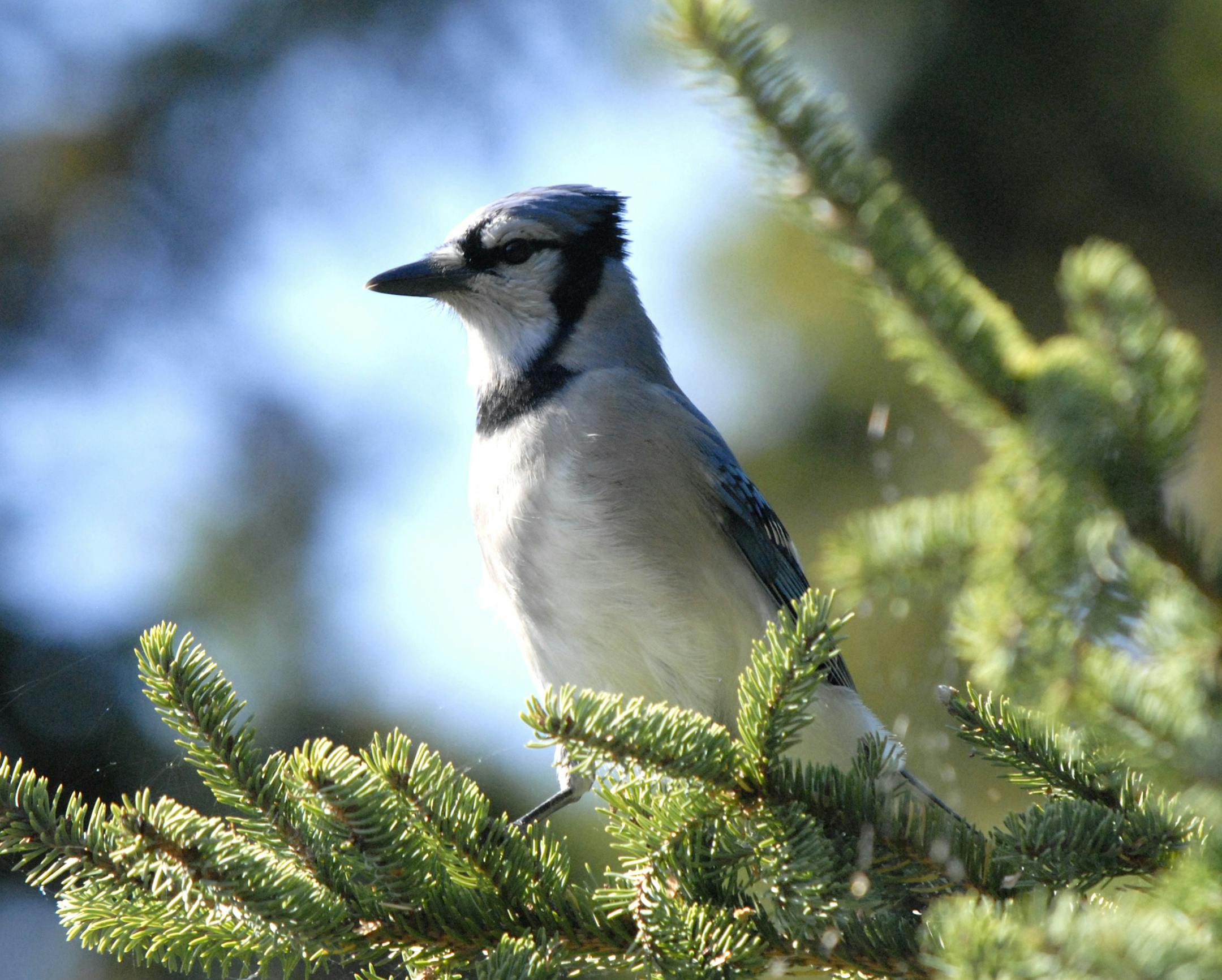 Blue jays can carry acorns as far as a mile from parent trees.