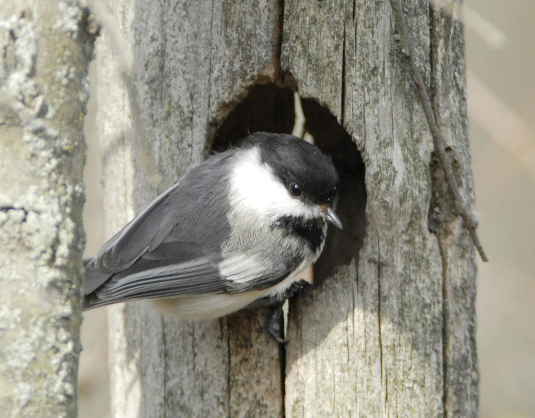 A black-capped chickadee checks out a tree hole made by a woodpecker some years ago.