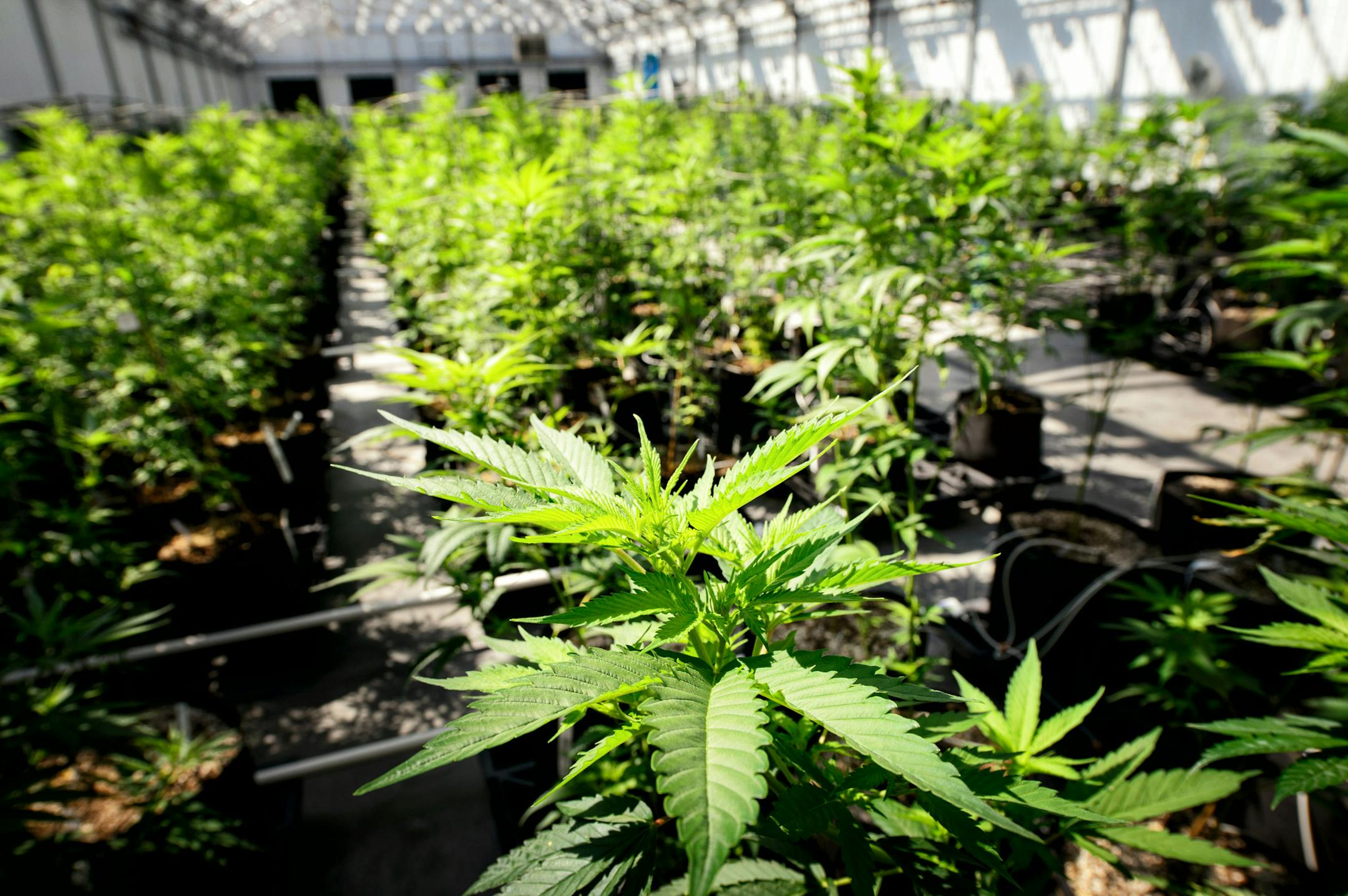 Young cannabis plants in the Otsego greenhouses. ] GLEN STUBBE * gstubbe@startribune.com Tuesday, May 5, 2015 The marijuana crop is coming in at Minnesota Medical Solutions, which will be supplying half the state's medical cannabis. Minnesota Medical Solutions, which is growing half the state's medical marijuana crop, offered a behind-the-scenes tour of their greenhouse and manufacturing facility. Ground rules included: Don't touch the plants, don't take photos of the building's exterior or iden