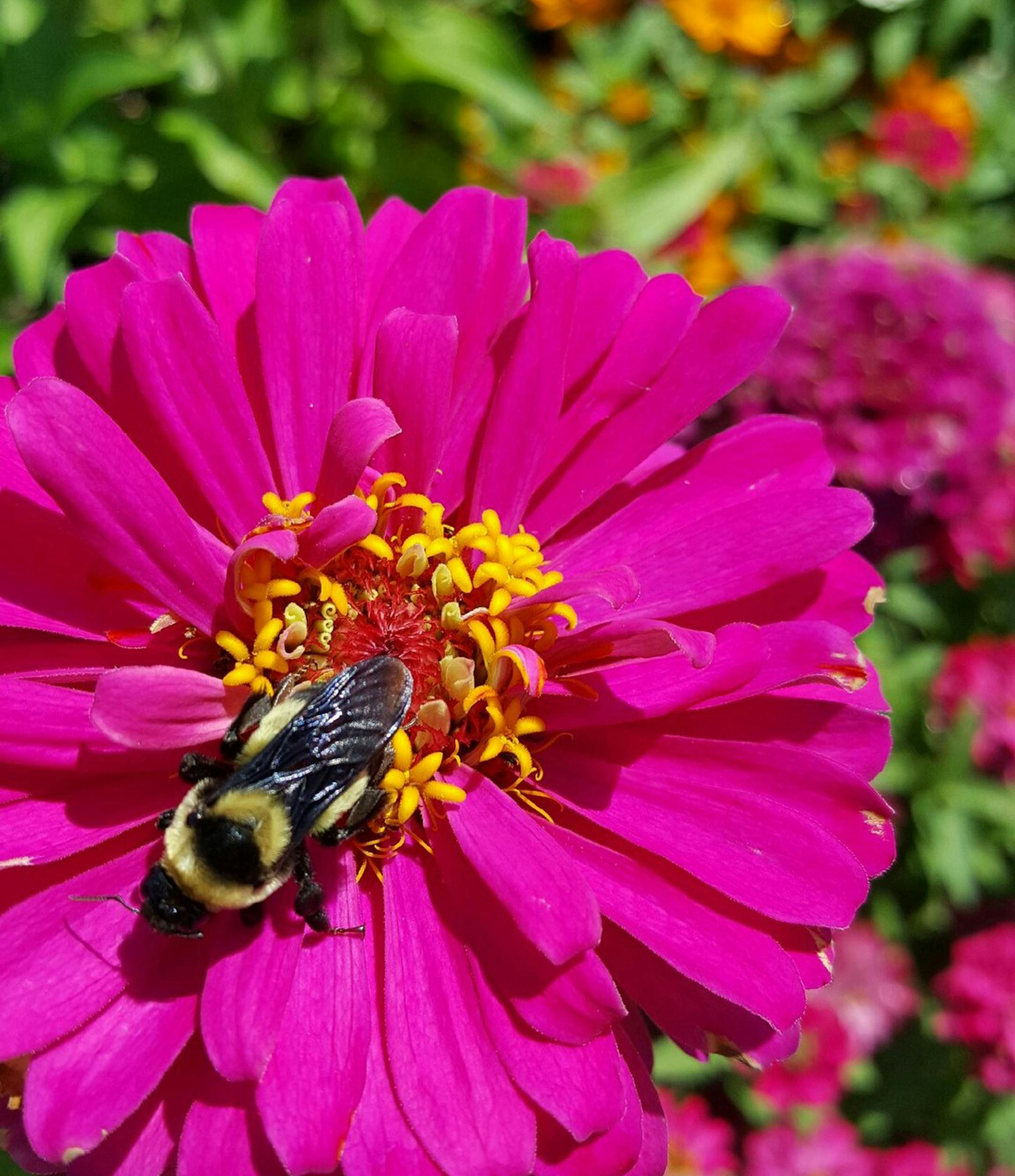 Zinnias like Uproar Rose are great for pollinator gardens bringing in bees and butterflies. (Handout/TNS) ORG XMIT: 1206186
