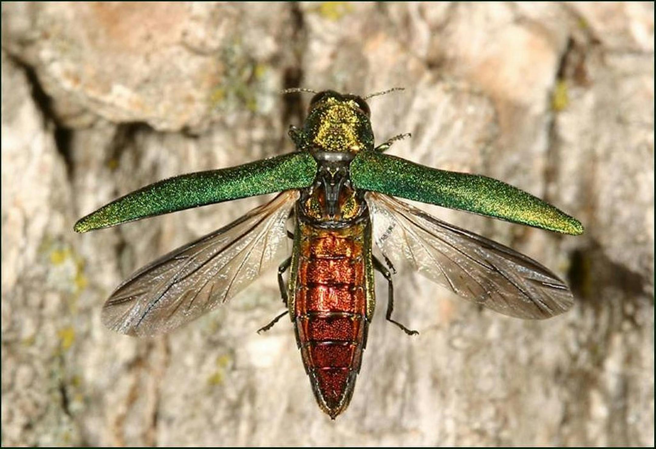 Adult emerald ash borer, named for its metallic green color