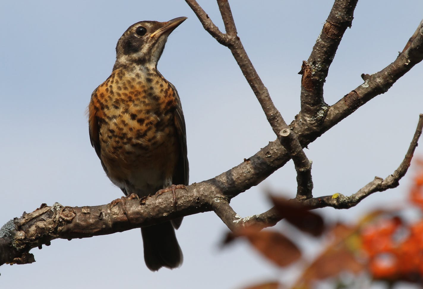 The orange chest hints at the handsome robin this youngster will become. credit: Don Severson, special to the Star Tribune