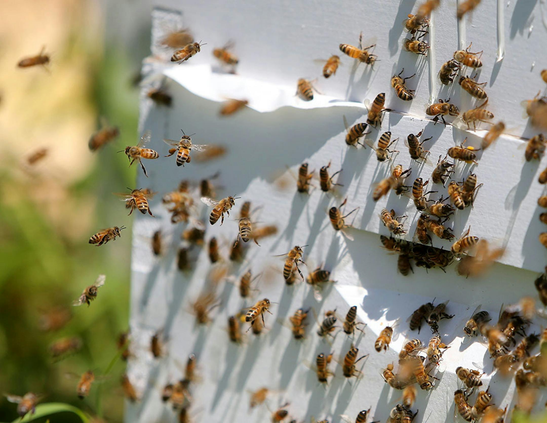Reinas de Miel consists of five women and one youth who work at the hives every Thursday, including Thursday, July 23, 2015, at a farm in Lakeville, MN. Here, honey bees come and go from a bee hive. Urban Ventures has partnered with the University of Minnesota to train low-income women to become beekeepers.