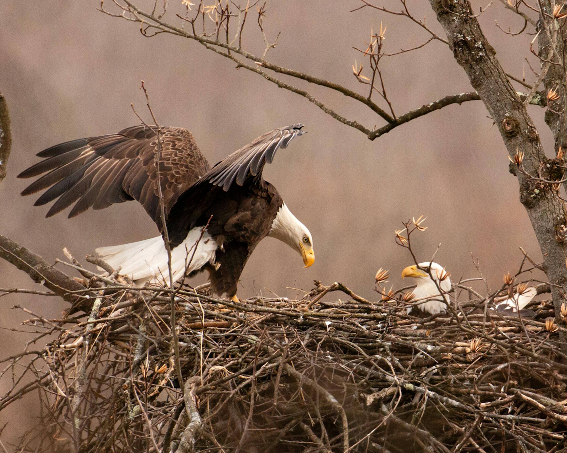 Phyllis Terchanik photo. ONE TIME USE WITH VAL's COLUMN ONLY.The female eagle returns to relieve the male of nest duty.