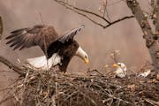 Phyllis Terchanik photo. ONE TIME USE WITH VAL's COLUMN ONLY.The female eagle returns to relieve the male of nest duty.
