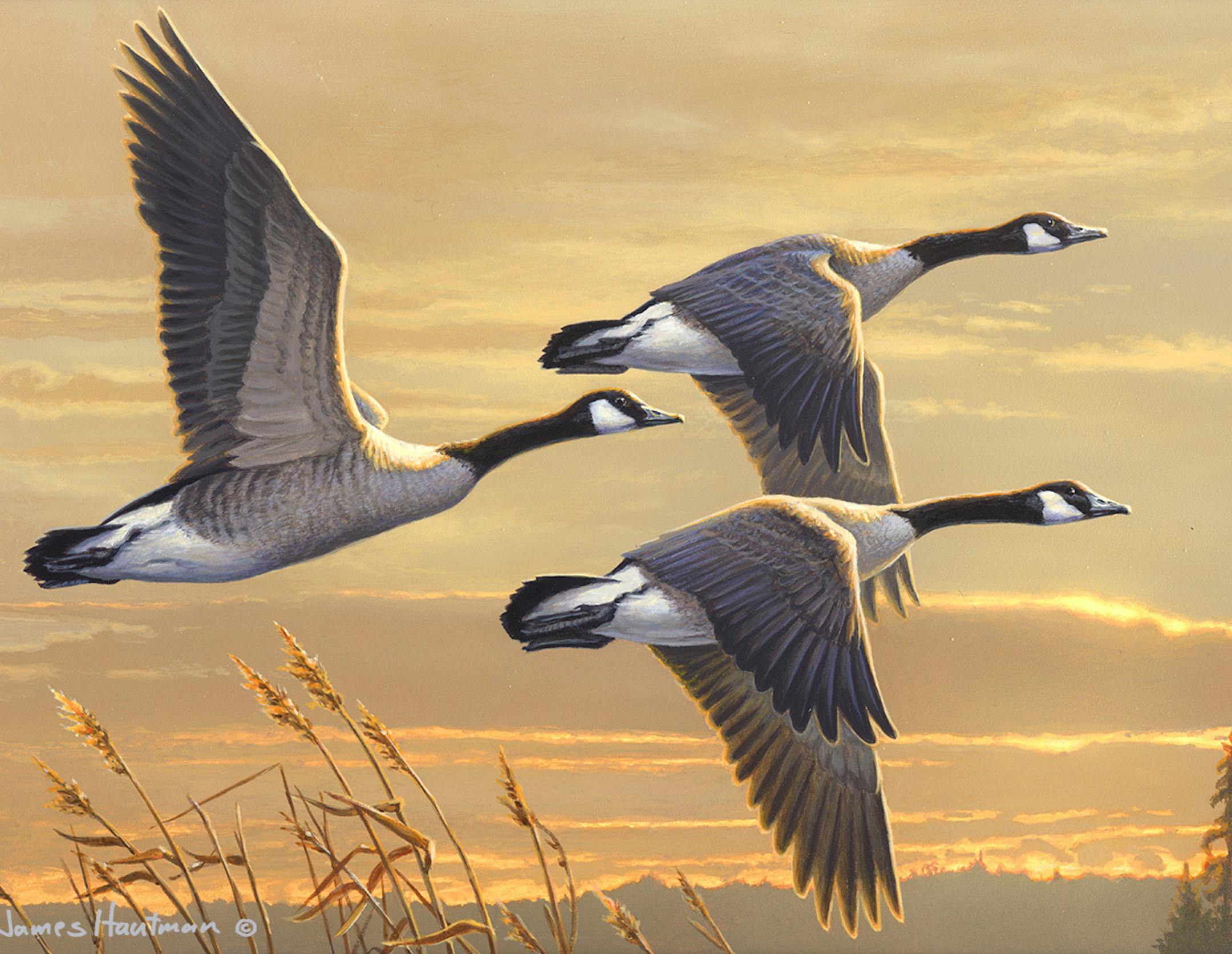 Jim Hautman of Chaska, one of the three famed Hautman brothers, won the federal duck stamp contest Saturday for the fifth time — the 12th time he and his brothers Joe and Bob have won the competition. Bob took third this year. Joe couldn't compete because he won last year — when the brothers placed first, second and third in the annual contest.