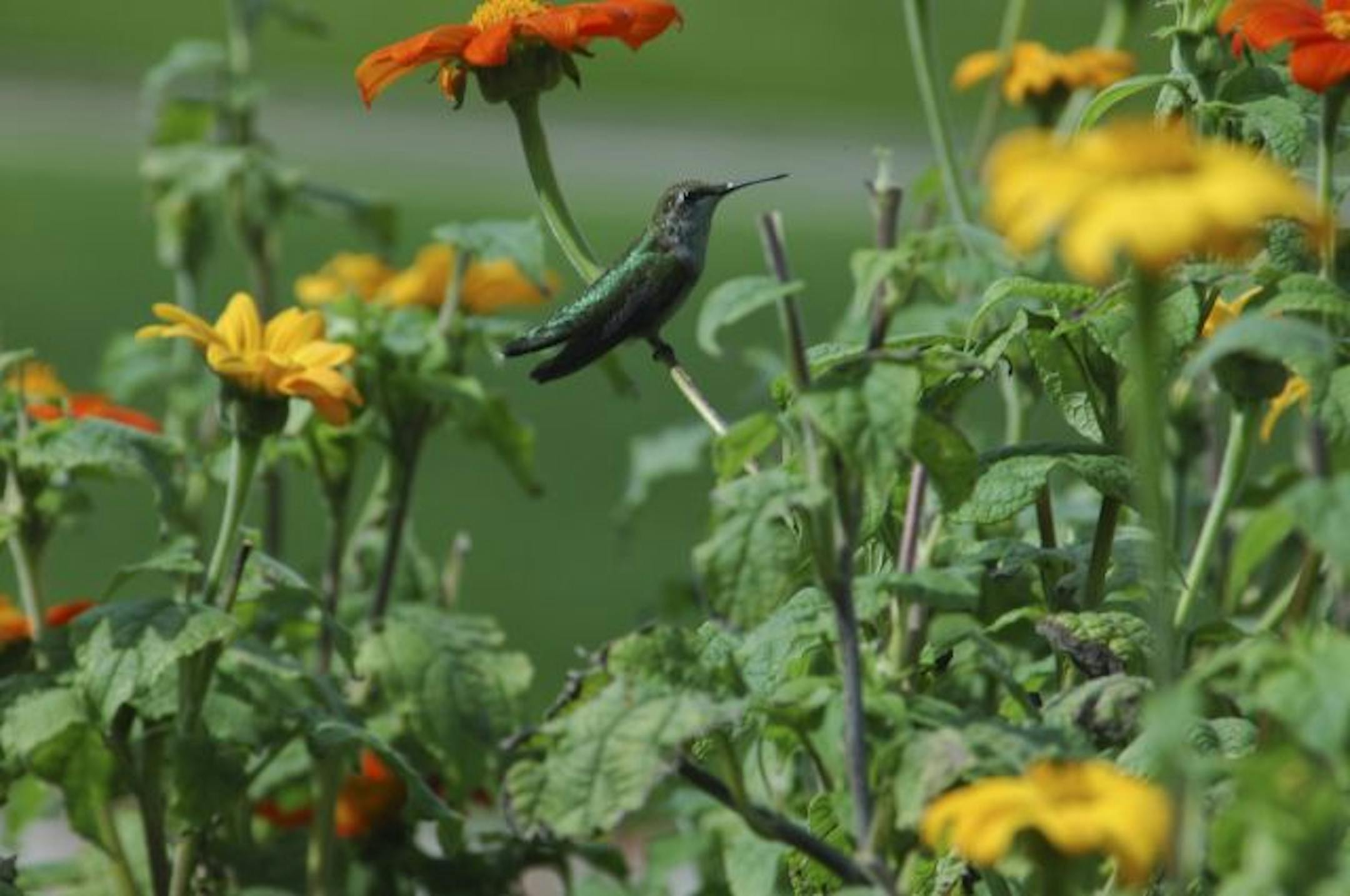 A female or juvenile ruby-throated hummingbird (note the lack of a red throat) pauses between refueling stops.