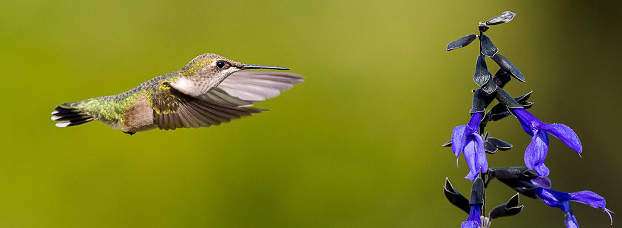 Longfellow Gardens, with its varied perennials and annuals attract Hummingbird. Photo by Joe Fierst