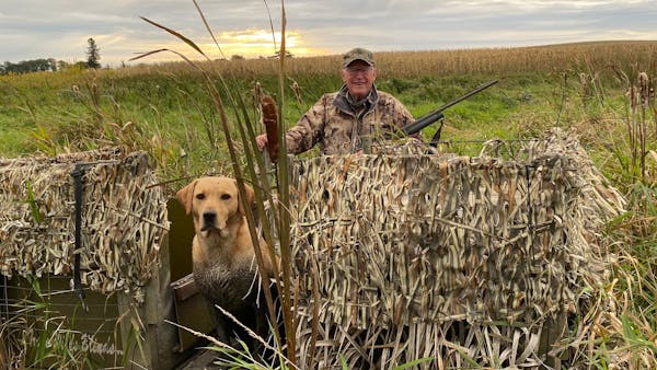 Wildlife artist Jim Killen of Owatonna with his yellow Labrador, Winston. Killen, who died Jan. 6, owned with his wife, Karen, 18 breeds of dogs in hi
