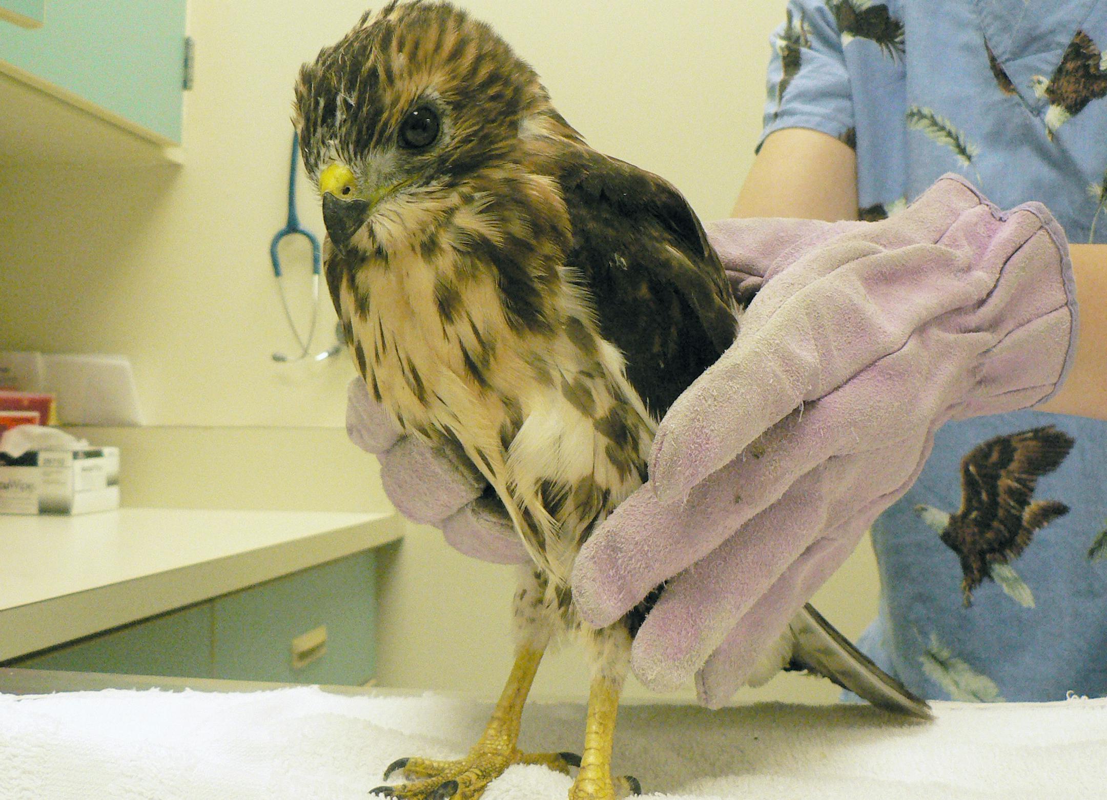 This chick, whose parents were shot last week by a DNR officer in Burnsville, was brought by an animal control officer to the Raptor Center in St. Paul on Tuesday. It was not eating or doing well. Photo Courtesy of University of Minnesota Raptor Center.