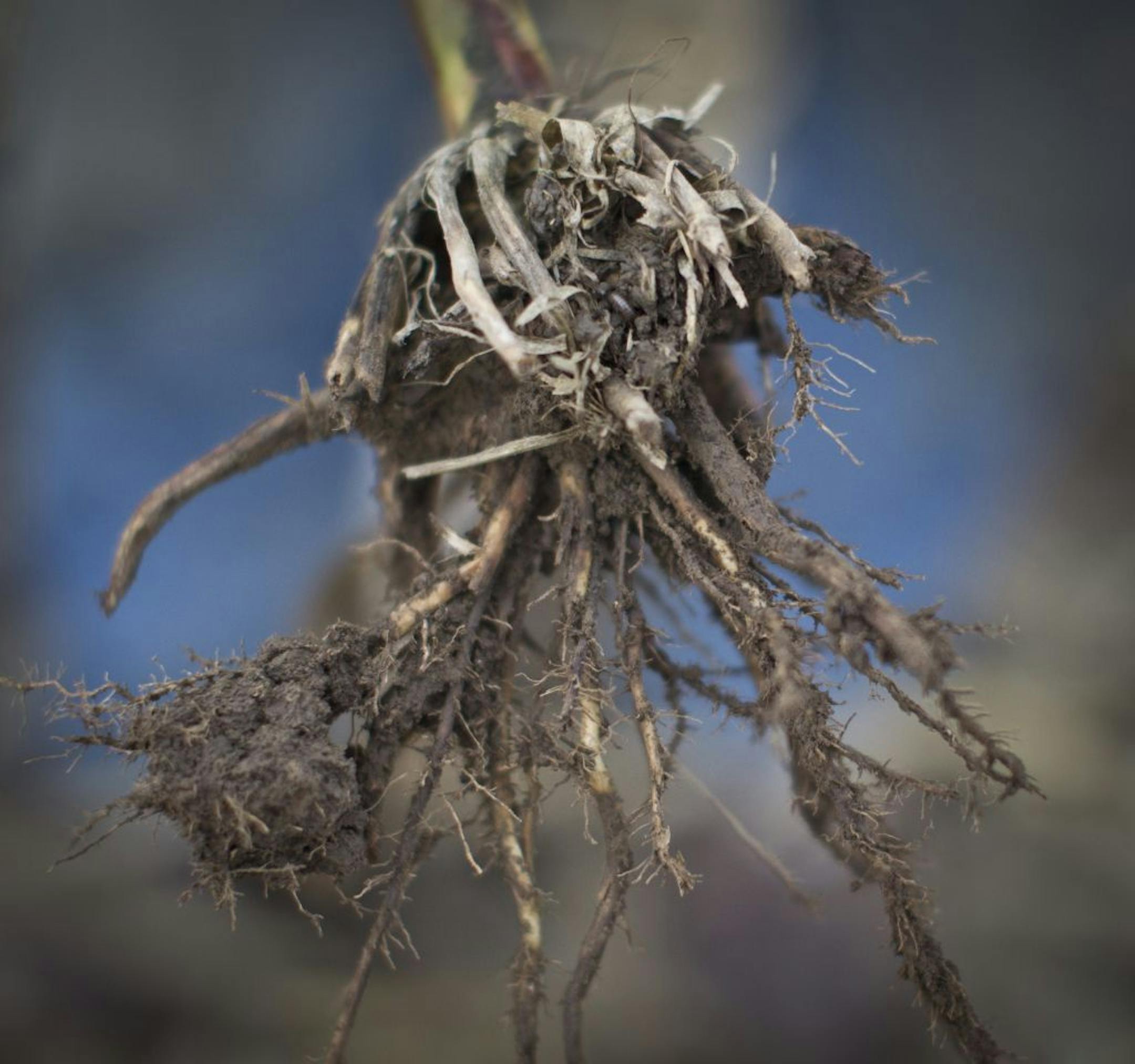 Dan Serfling lost acres of his crops to rootworm this year. This was the chewed away roots of some corn photographed on his farm in Preston, Minn., on Monday, October 23, 2012.