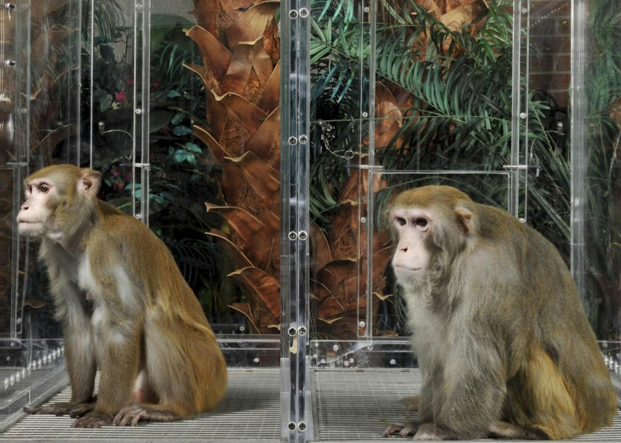 In an undated handout photo, a calorie-restricted 27-year-old male rhesus monkey, left, and a control monkey, both part of a 23-year-study of caloric restriction on aging by the National Institute on Aging. The results of the experiment found that the monkeys on a calorie restricted diet didn't live any long than the monkeys who were not restricted. (National Institute on Aging/NIH via The New York TImes) -- EDITORIAL USE ONLY --