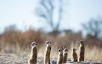 Portrait of a group of meerkats (Suricata suricatta) sunbathing in the cool of the morning. A meerkat group is usually made up of approximately ten in