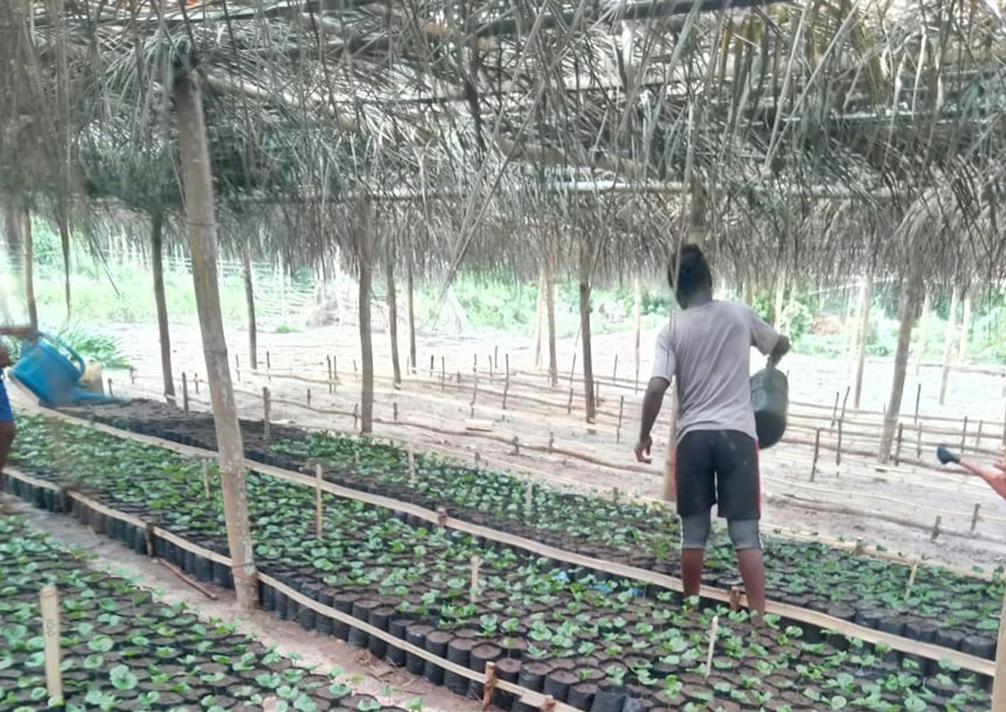 This is part of Thomas Tapeh's coffee project in Tappita, Liberia. Tapeh was born in Monrovia, the country's largest city, before starring for the Gophers. Provided photo