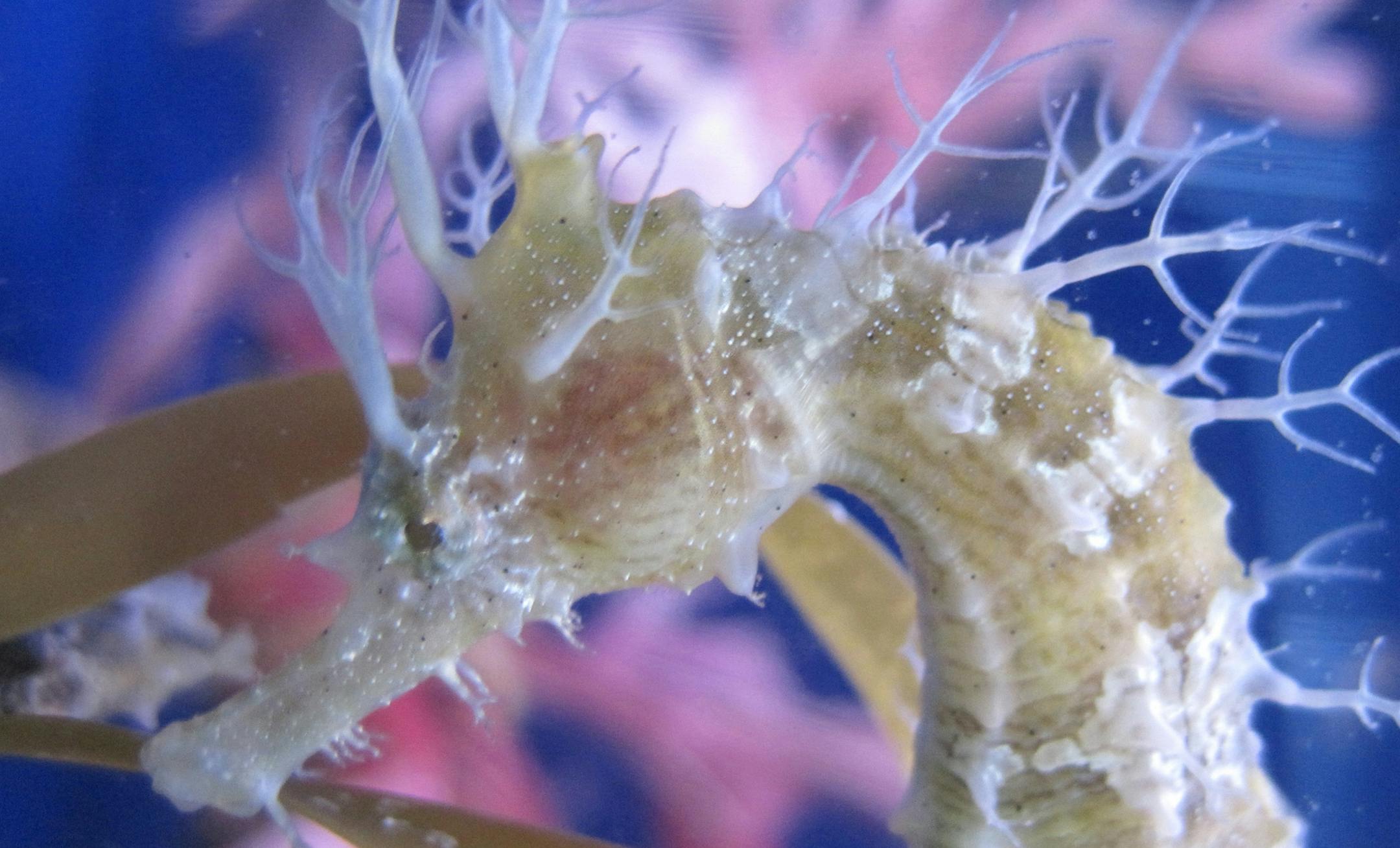 Nearly one-fourth of the 36 seahorse species assessed by the International Union for Conservation of Nature are threatened with extinction. Illustrates SEAHORSES (category a) by Juliet Eilperin (c) 2012, The Washington Post. Moved Monday April 16, 2012. (MUST CREDIT: Michelle Fisher/Mote Marine Laboratory). ORG XMIT: MIN2013120622104831