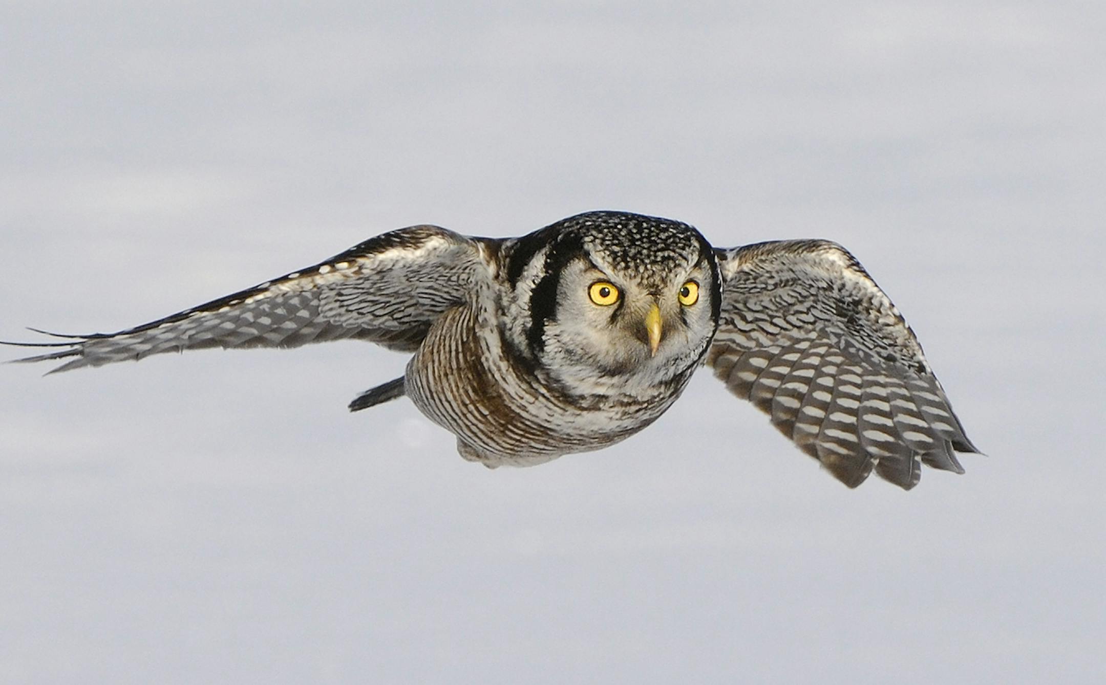 The northern hawk owl got its name because the crow-size bird resembles a hawk while perched and in flight. Like hawks, these owls actively hunt during daylight.