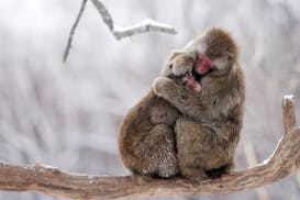 A pair of snow monkeys clung to each other atop a branch in their snow filled enclosure Thursday.