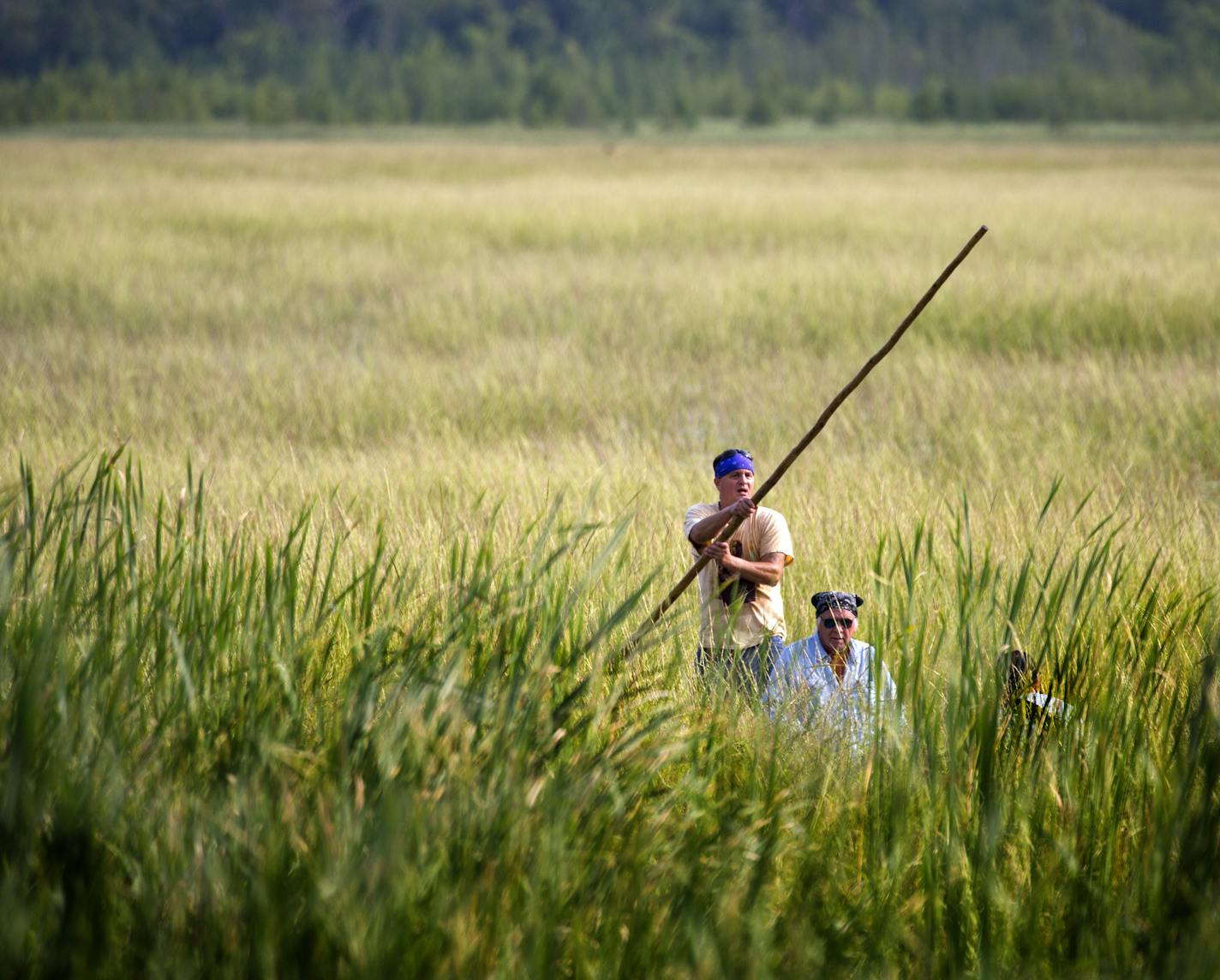 Todd Thompson and his father Leonard harvest wild rice on Hole In THe Day Lake south of Nisswa Thursday morning. ] The Minnesota Department of Natural Resources defused a confrontation with Indian treaty rights activists Thursday by issuing a special permit to Chippewa band members who launched a wild rice harvest on Hole-in-the-Day Lake without DNR licensing. Brian.Peterson@startribune.com Nisswa, MN - 8/27/2015