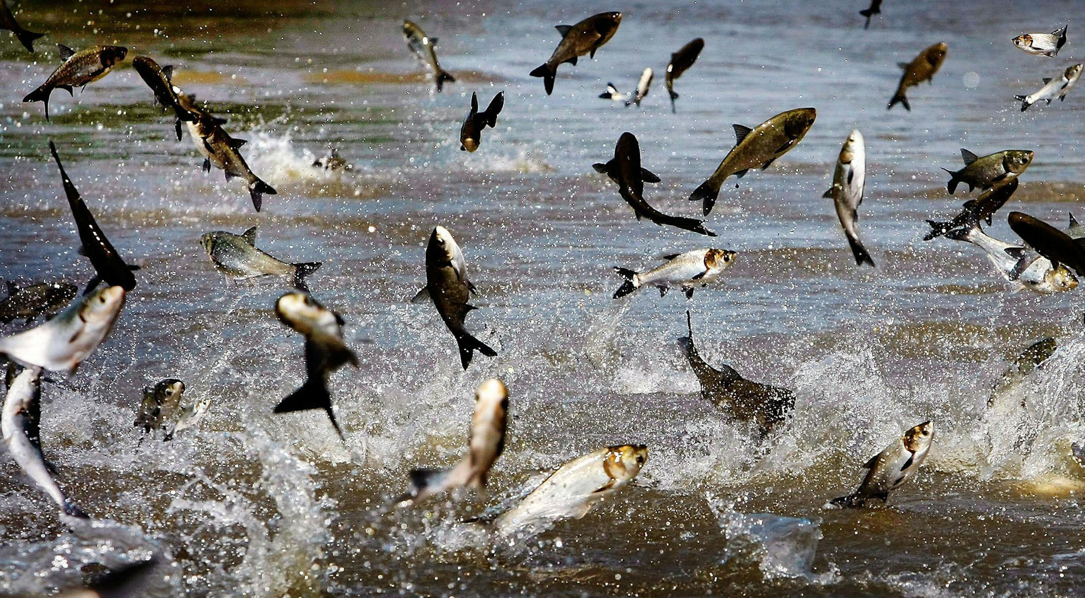 Asian carp in Memphis, Tenn.