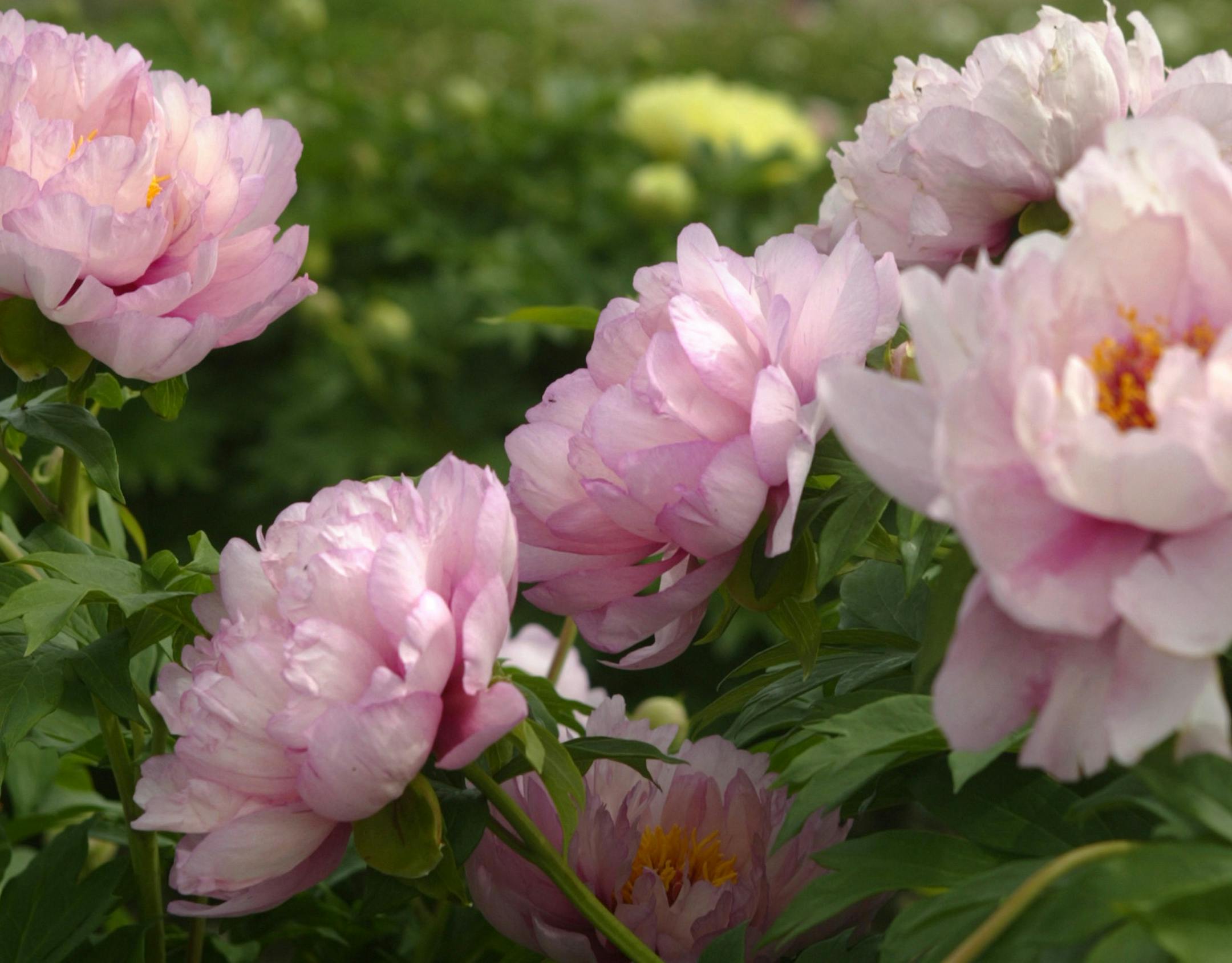 Joel koyama/Star Tribune Super Peonies: Keith and Becky Swenson of Swenson Gardens grows up-and-coming peony hybrids called intersectionals. Several varieties of several different colors. This peony is called Hillary. ORG XMIT: MIN2013061012123120