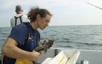 In this July 9, 2015, photo, provided by the New England Aquarium, aquarium research technician Emily Jones evaluates the condition of a haddock as pa