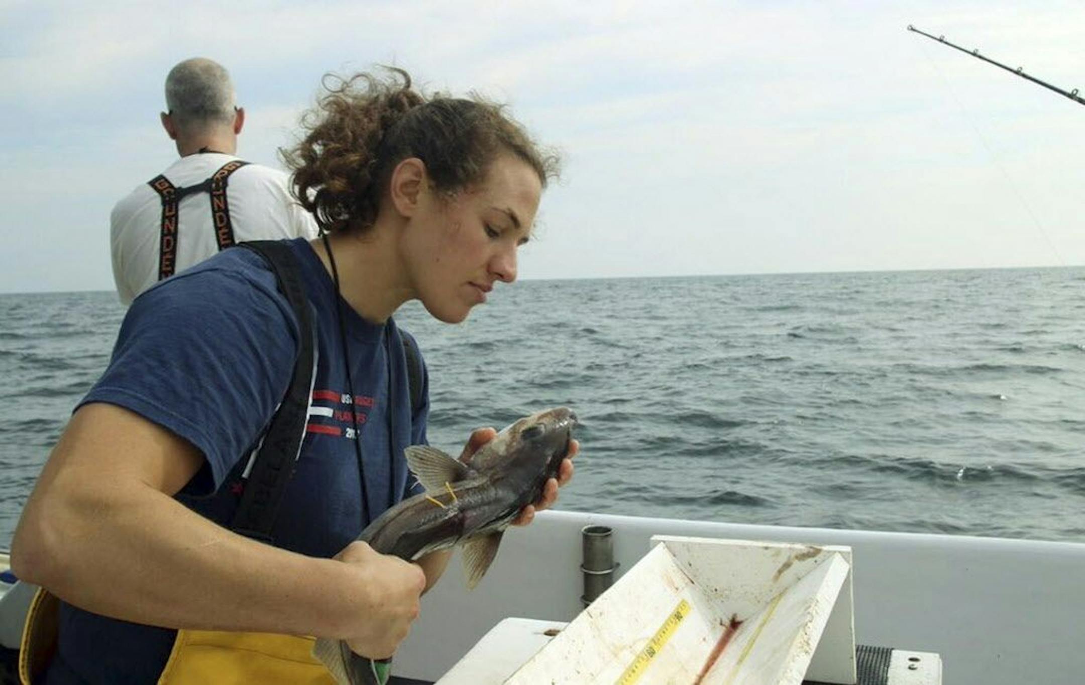 In this July 9, 2015, photo, provided by the New England Aquarium, aquarium research technician Emily Jones evaluates the condition of a haddock as part of a study about the mortality of discarded fish, on Jeffreys Ledge off the coast of New Hampshire. Scientists are working with New England fishermen to determine the percentage of fish such as haddock, cod and cusk that survive after they are tossed overboard.