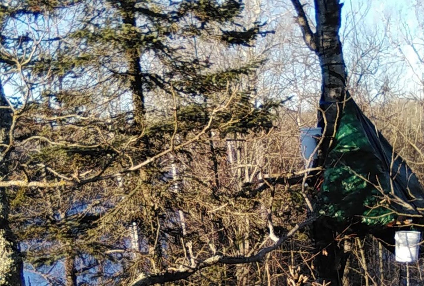 A protester mounted a tree near the Mississippi River in Aitkin County on Friday to deter construction on the Enbridge Line 3 pipeline in norther Minnesota.