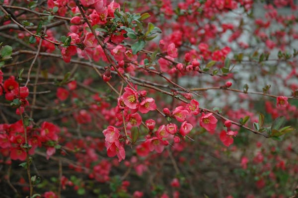 The branches of flowering quince add color and beauty to the indoors.  