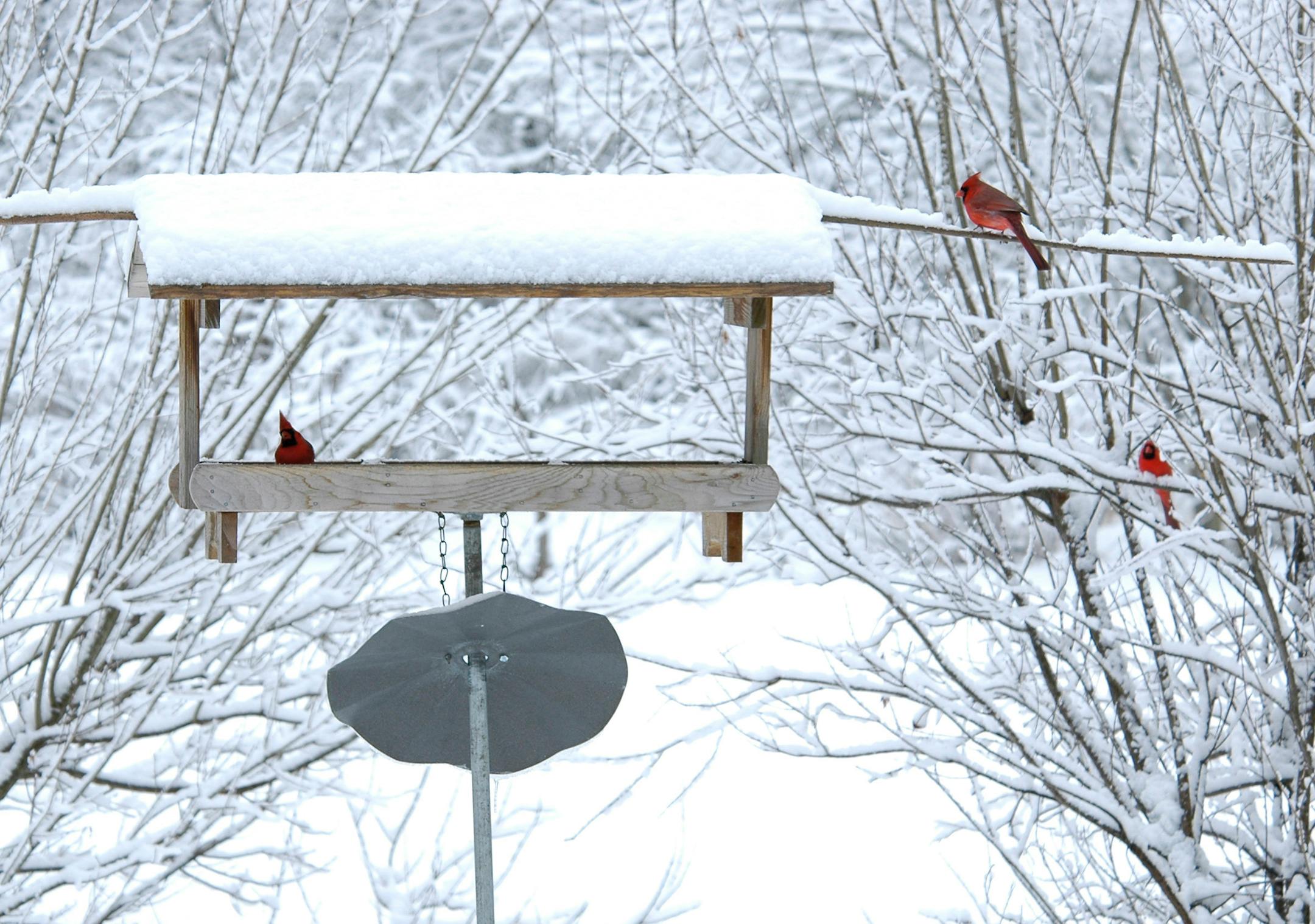 Cardinals visit a snowy bird feeder. Just because it's cold out doesn't mean you don't need to clean bird feeders.