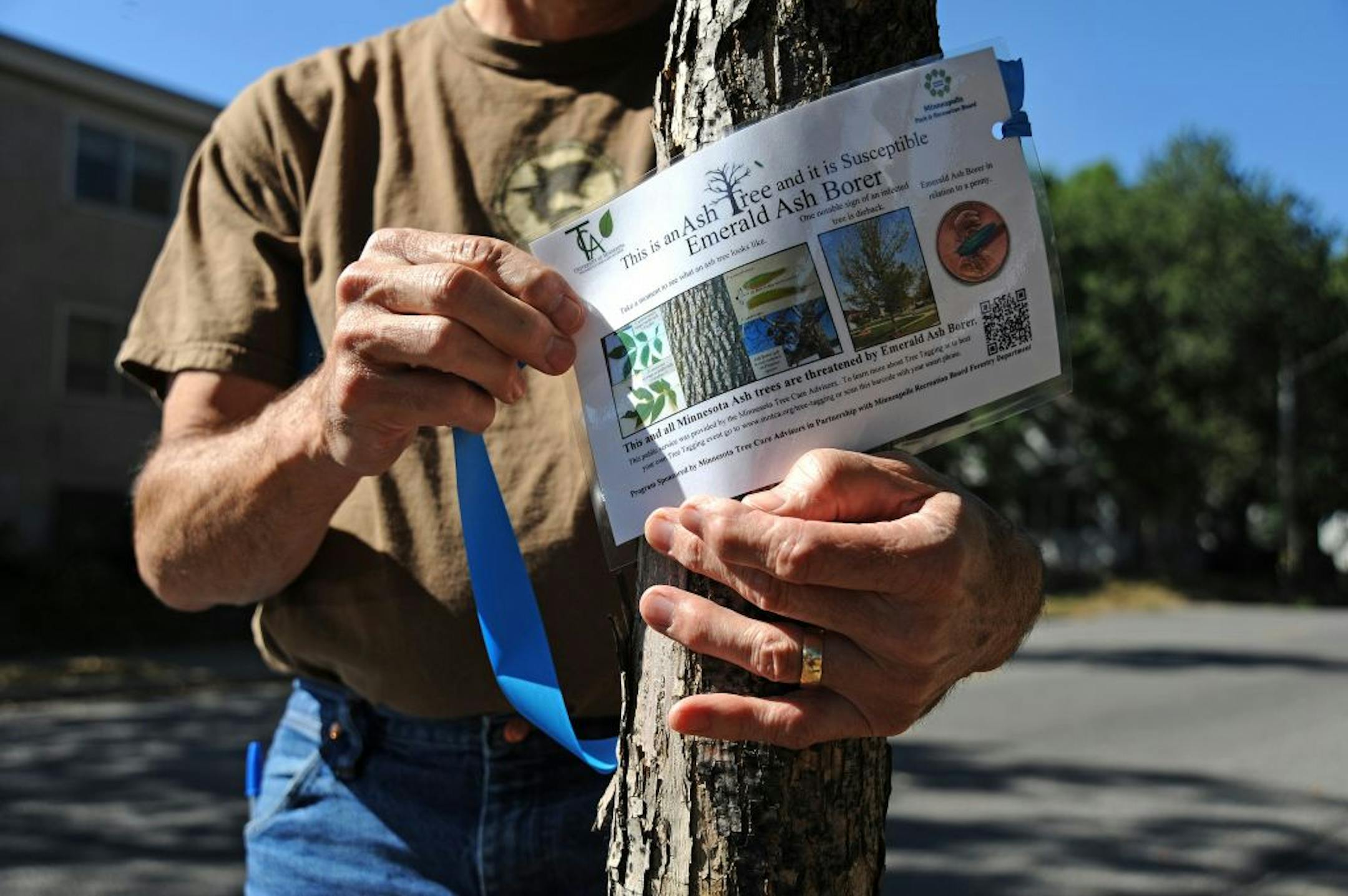 There was an information session on the invasion of the emerald ash borer and ash tree tagging event at Powderhorn Park in South Minneapolis on September 15, 2012. The tagging session was hosted by the Minneapolis Park and Recreation Board and the University of Minnesota Tree Care Advisors. The tags that were attached to the 160 ash trees had information on how to identify ash trees and initial signs of EAB to give park visitors the opportunity to learn about EAB. Jim Parker of Bloomington, Minn