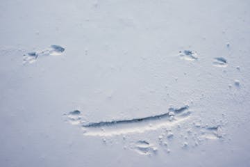 The animal who made this track on the lake at Elm Creek Regional Park slipped on the ice, which is what made the long track at the bottom. Volunteers 