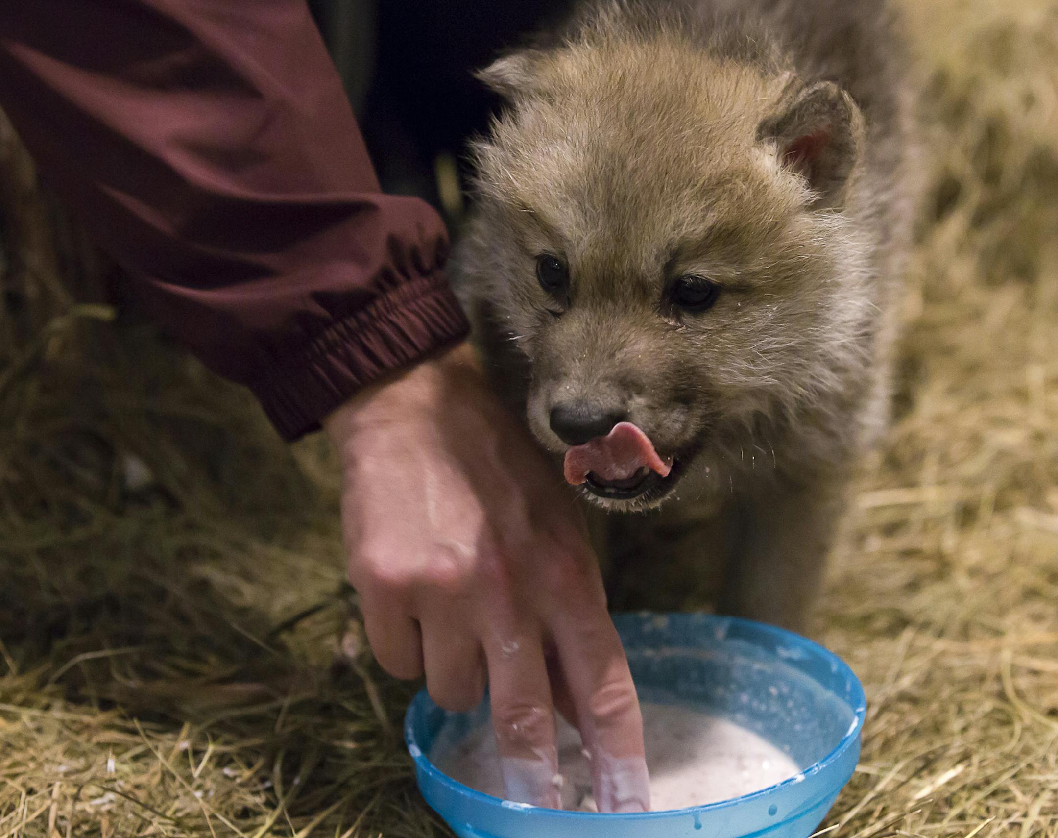 A wolf pup enjoys a bowl of lip-smacking gruel.