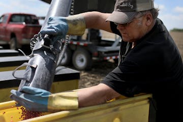 Bob Worth loaded soybean seeds into a planter on the family farm in Lake Benton, Minn.