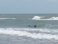 This image provided by Katie McMillan shows sharks near the shore on South Padre Island, Texas on Thursday, July 4, 2024.  Shark attacks disrupted Fou
