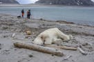 Authorities search the coastline, Saturday, July 28, 2018, after a polar bear attacked and injured a polar bear guard who was leading tourists off a c