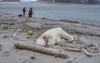 Authorities search the coastline, Saturday, July 28, 2018, after a polar bear attacked and injured a polar bear guard who was leading tourists off a c