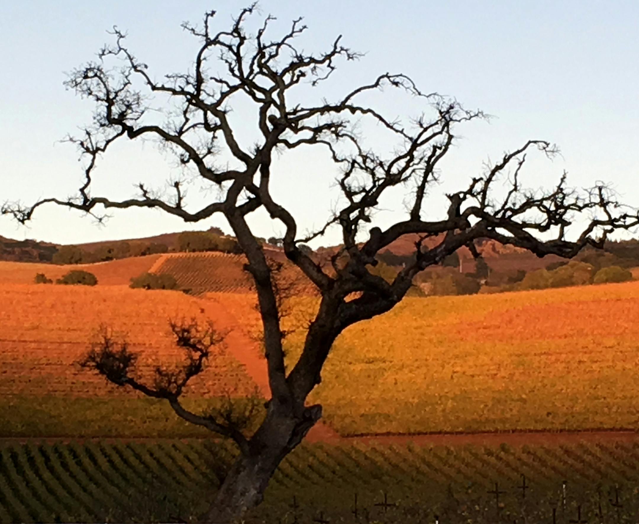 Autumn scene in Sonoma Valley taken by Craig Vanderah
