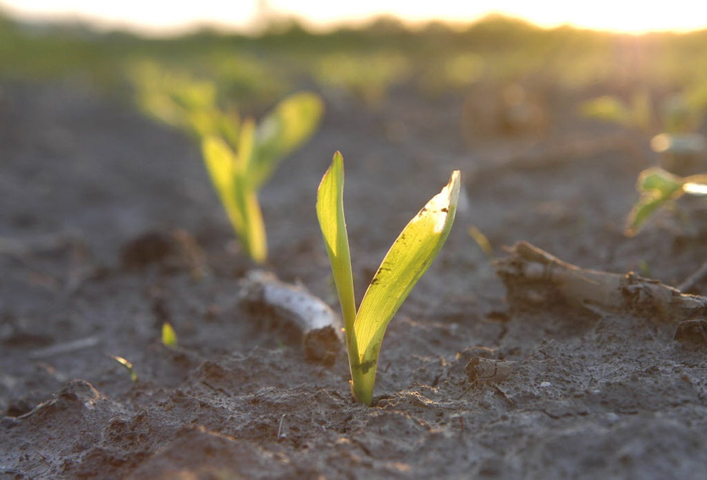 Glen Stubbe/Star Tribune Sunday, May 22, 2005 -- Preston, Minn. -- Corn seedlings sprout from a recently planted field near Preston, Minn.