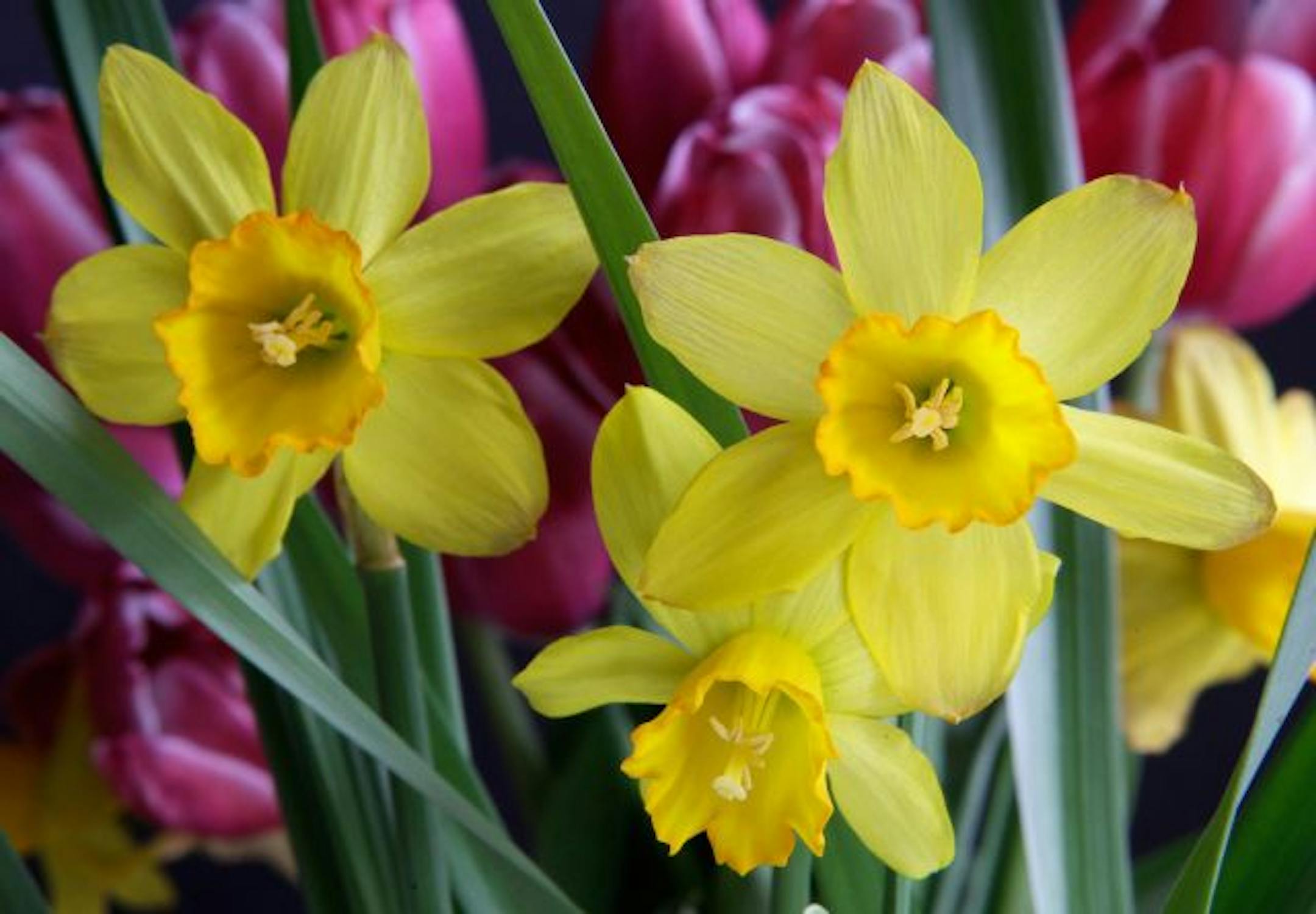 Cut Spring flowers, daffodils and tulips, brighten the inside of a home in Orange Twp., Ohio on Wednesday, April 22, 2009. Today is Earth Day.