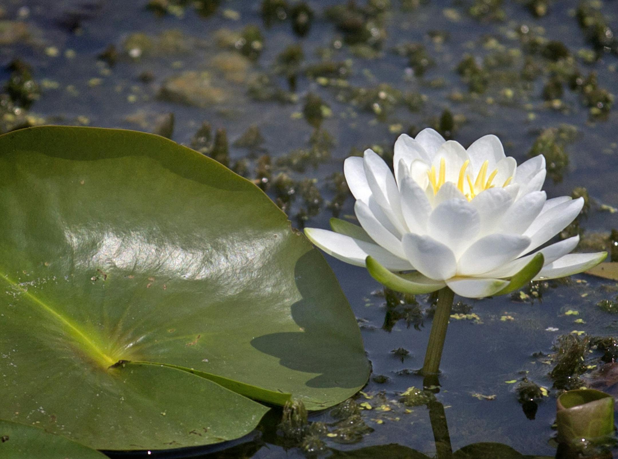 After a dozen years on the state's Impaired Waters List, Wirth Lake has finally been removed this year after an effort by local agencies to mitigate phosphorus levels. The lake is popular with swimmers, fishermen and hikers. Here a water lilly blooms along the shore of Wirth lake. ] BRIAN PETERSON ‚Ä¢ brian.peterson@startribune.com Minneapolis, MN 07/30/14