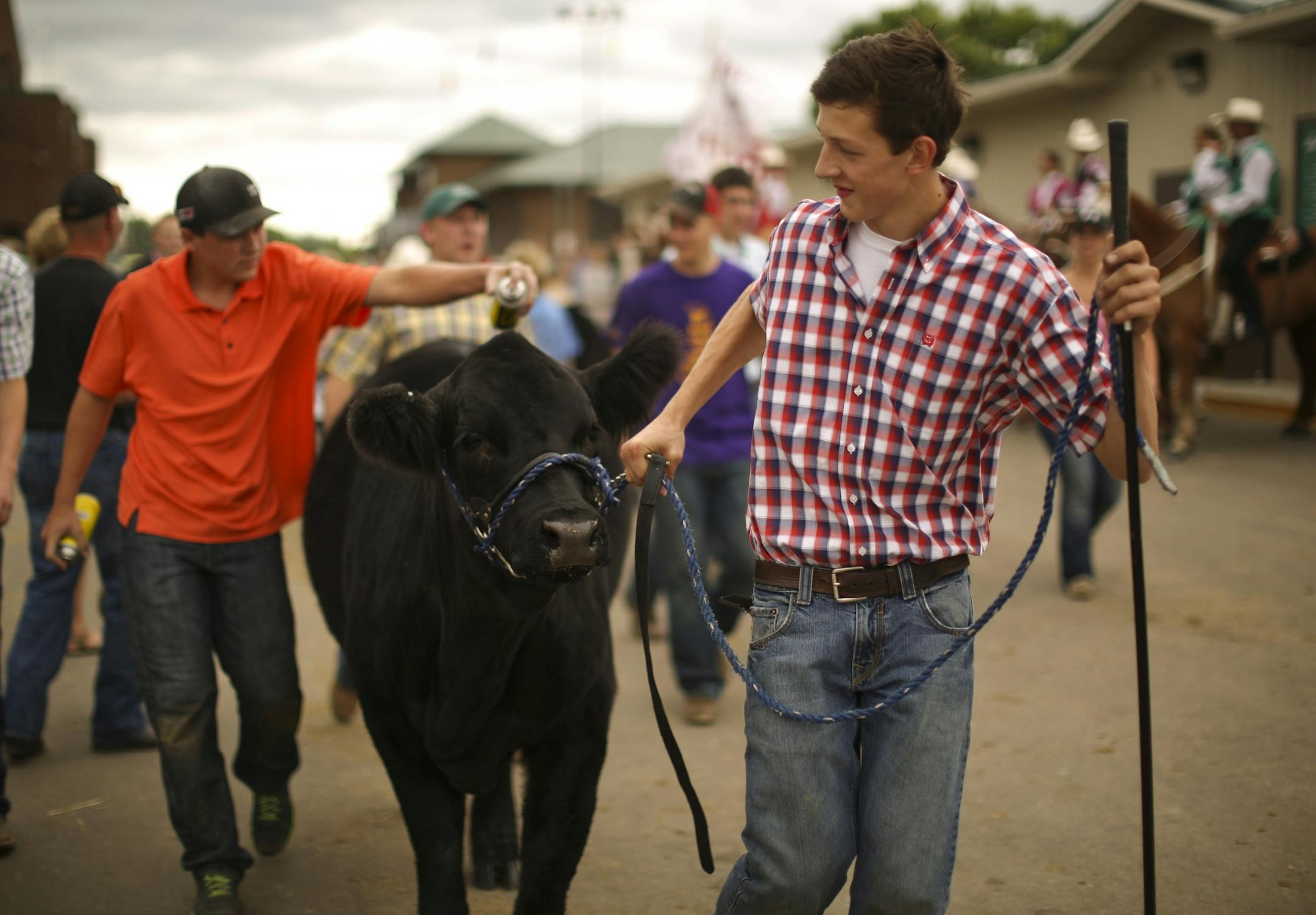 The Minnesota State Fair began winding down its 2013 run on Sunday with cool temperatures providing pleasant relief. While Will Bollum of Northfield, led his Limosin heifer, Zarah, to the judging barn, Christian Netzke of Lamberton touched her up with some black spray dye.