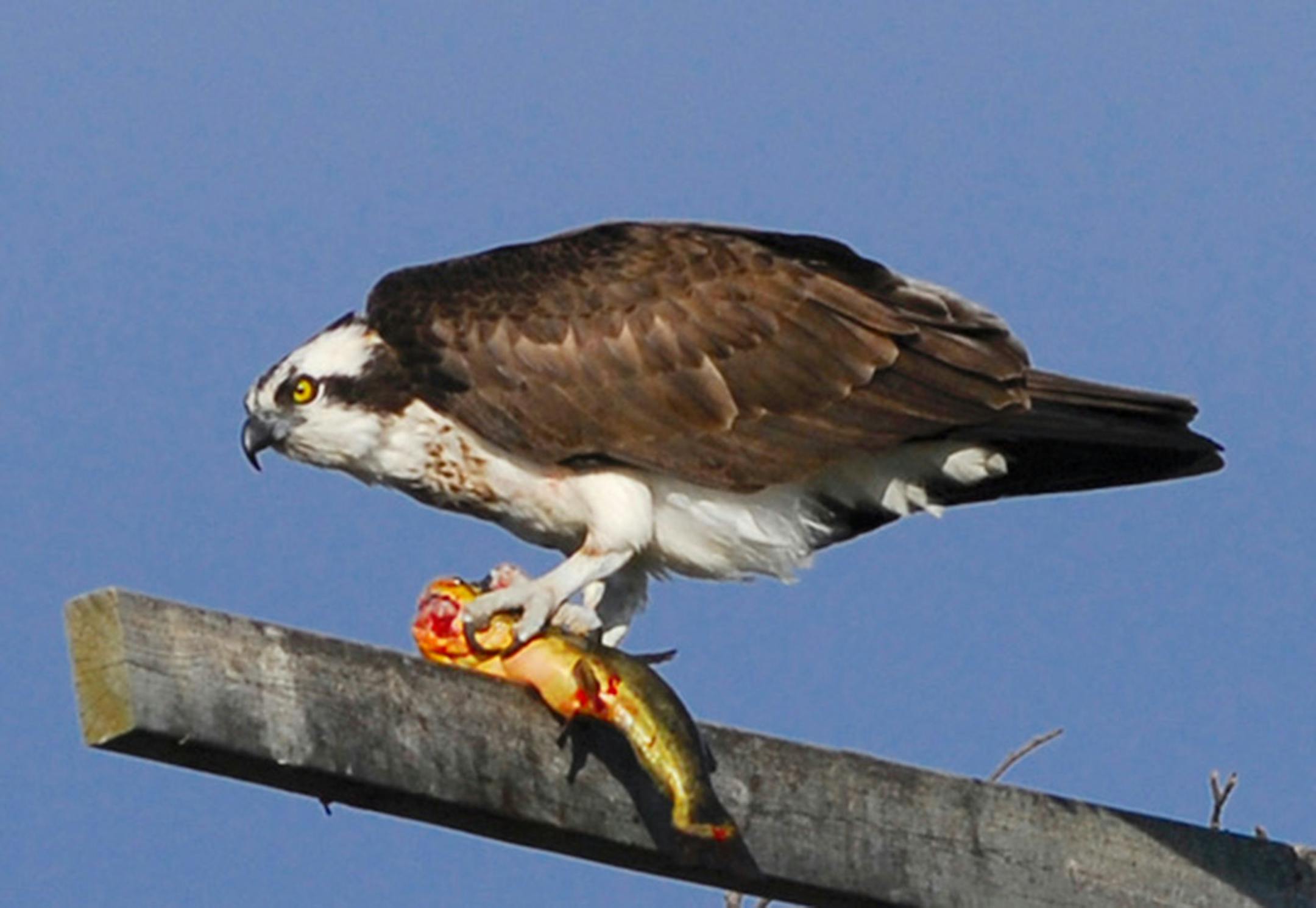 An osprey holds a fish while perched on a horizontal wooden pole.