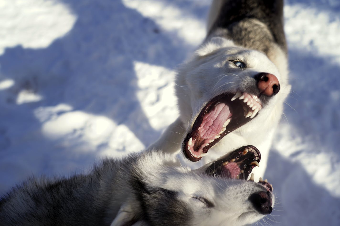 What cold? While many people are hunkering down inside as temps in the Twin Cities hover around zero, Justin and Leah MartinÕs dogs in Minnetonka are mostly unfazed. The dogs played outside in their backyard on Saturday, February 6, 2021.