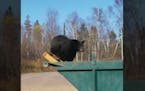 A screen grab from video shows one of the bears perched on the edge of the dumpster.