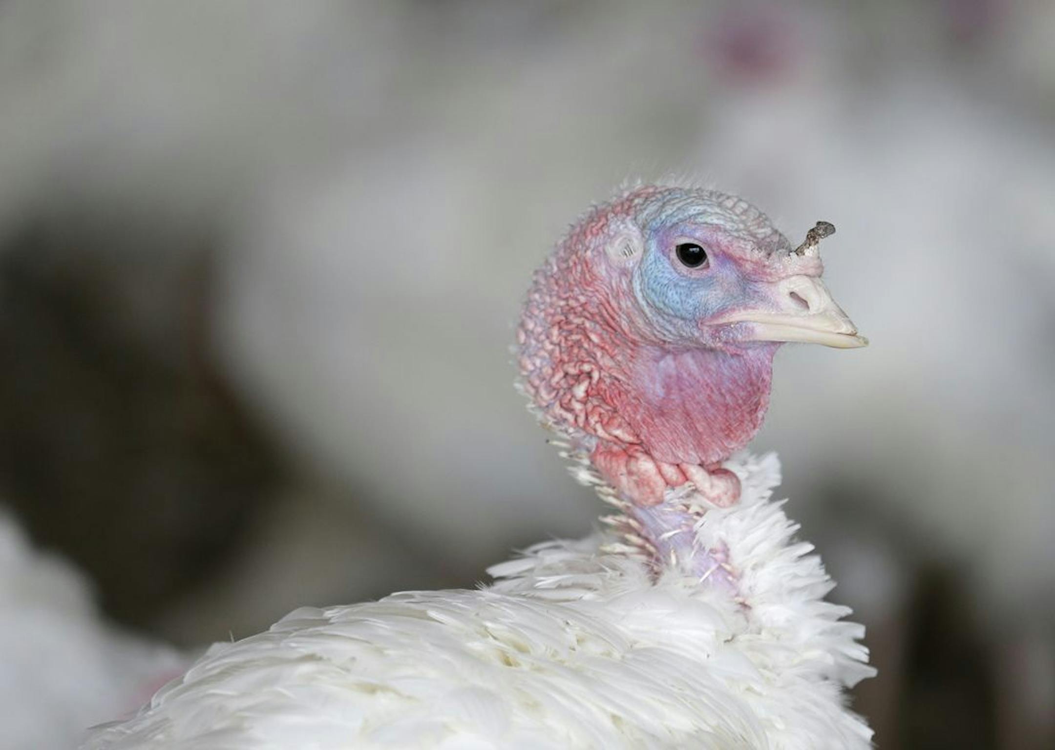 A strain of drug-resistant salmonella that has sickened more than 200 people has been found in raw turkey products and live turkeys.