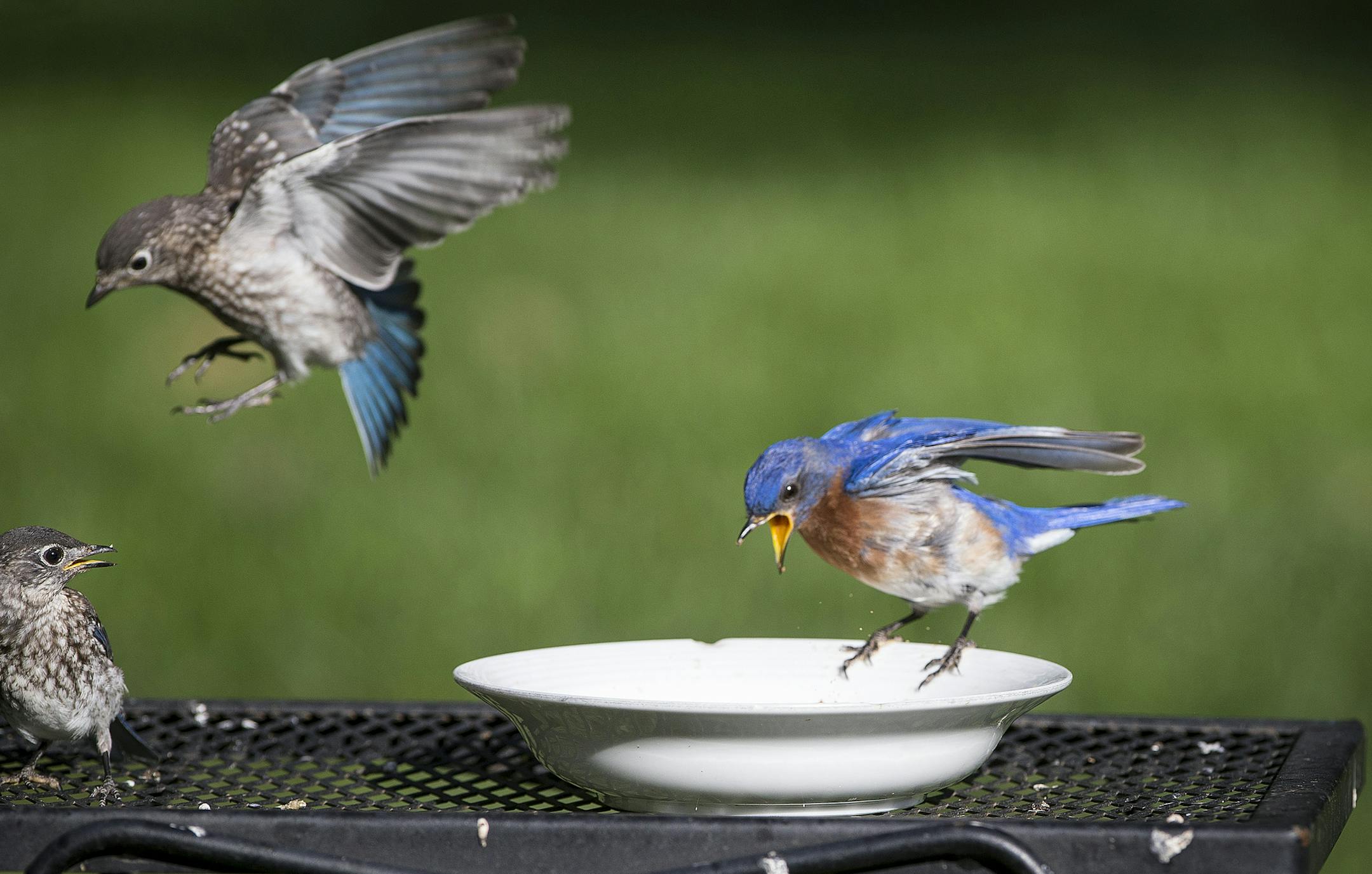 Bluebird competing for meal worms photographed on Tuesday, August 4, 2015 in Dellwood, Minn. ] RENEE JONES SCHNEIDER ï reneejones@startribune.com Beautiful Garden winner - Reid Smith and LaWayne Leno have created not just one garden at their home in Dellwood, but multiple and distinctly different ones, including a DNR-designated wetland, a restored woodland native area, perennial beds, a full-sun patio loaded with tropical trees. ORG XMIT: MIN1508051457470044