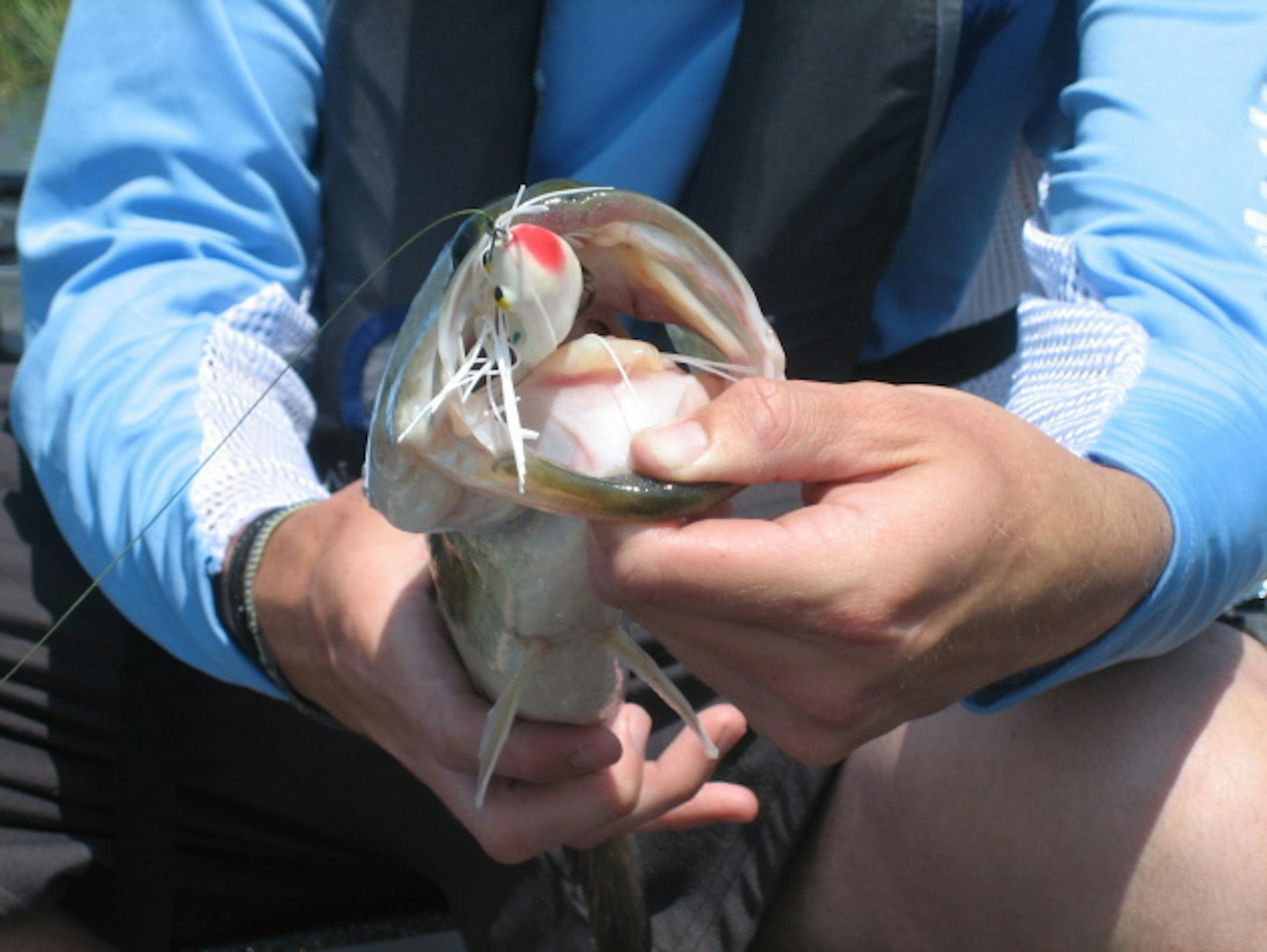 Snag Proof Frog Inhaled by a Mississippi River bass