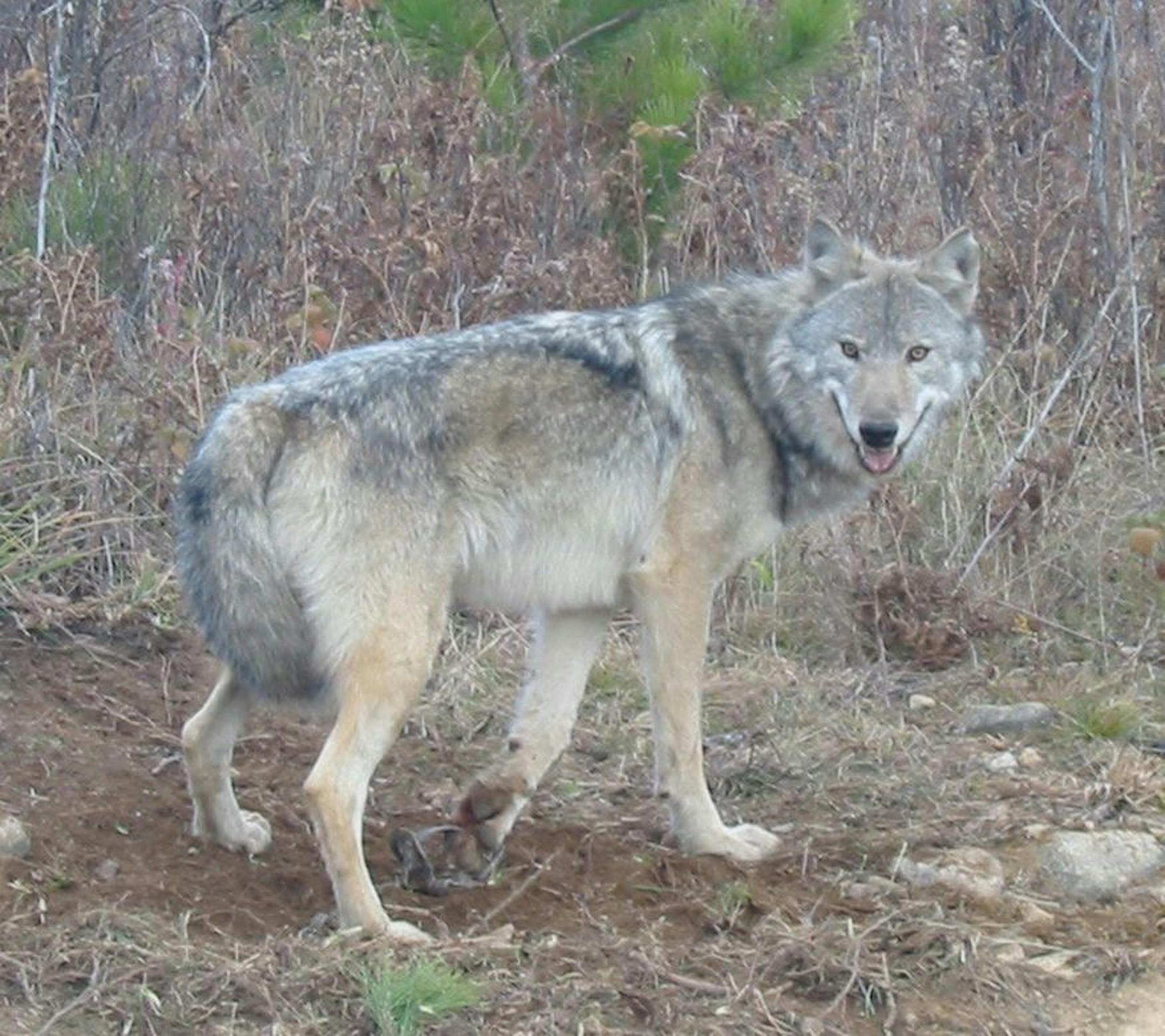 This male wolf was caught accidentally in a foot-hold trap last year near Tower, Minn. "He was released unharmed,'' said DNR conservation officer Dan Starr, who took the photo.