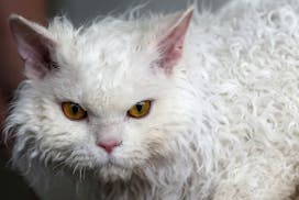 A Selkirk Rex cat watches a photographer during the world cat exhibition in Dortmund, Germany, Sunday April 21,2013.